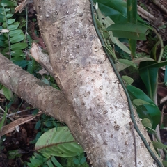 Pandanaceae