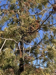 Arceuthobium oxycedri