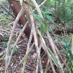 Pandanaceae