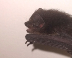Pipistrellus coromandra