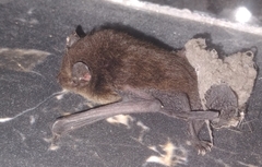 Pipistrellus coromandra