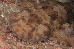 Orectolobus halei