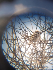 Passer montanus montanus