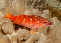 Hypoplectrodes maccullochi