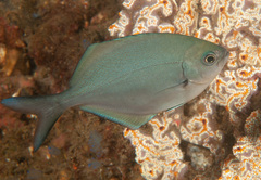 Scorpis lineolata