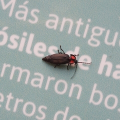 Pyractonema