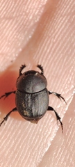Onthophagus taurus
