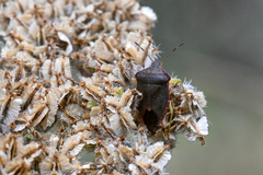 Palomena