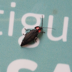 Pyractonema