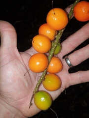 Hicksbeachia pinnatifolia