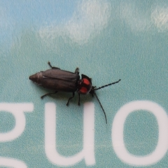 Pyractonema