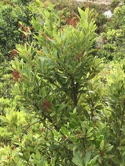 Laurophyllus capensis