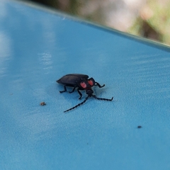 Pyractonema