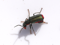 Clanoptilus marginellus