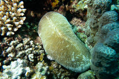 Ctenactis crassa
