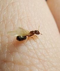 Pheidole parva