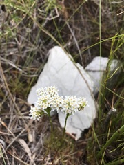 Pseudoselago gracilis