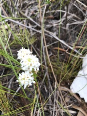 Pseudoselago gracilis