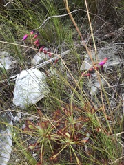 Drosera glabripes