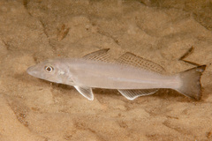 Sillago ciliata
