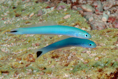 Ptereleotris heteroptera