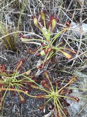 Drosera glabripes