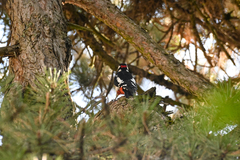 Dendrocopos major pinetorum