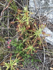 Drosera glabripes
