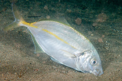 Pseudocaranx georgianus