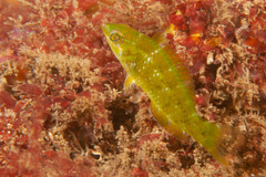 Notolabrus gymnogenis