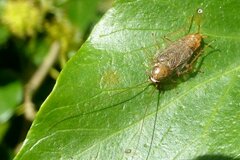 Planuncus tingitanus