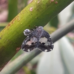 Ricanoptera fenestrata