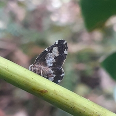 Ricanoptera fenestrata