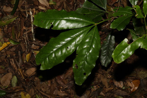 Image of Acradenia euodiiformis by (c) Greg Tasney, some rights reserved (CC BY-SA)