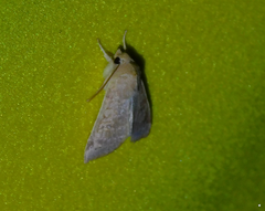 Xanthia ocellaris