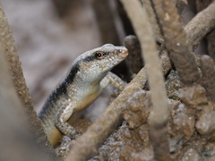 Emoia atrocostata