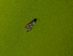 Epascestria pustulalis