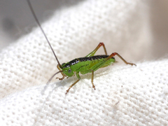 Conocephalus dorsalis
