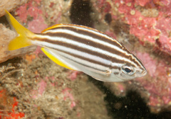 Atypichthys strigatus