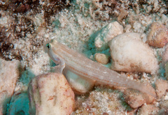 Gnatholepis cauerensis