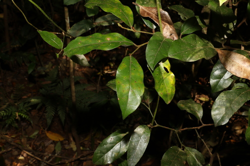 Image of Endiandra crassiflora by (c) Greg Tasney, some rights reserved (CC BY-SA)