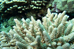 Acropora gemmifera