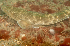 Platycephalus fuscus