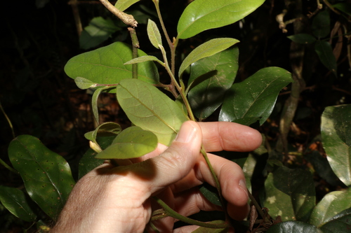 Image of Endiandra crassiflora by (c) Greg Tasney, some rights reserved (CC BY-SA)