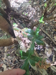 Hicksbeachia pinnatifolia