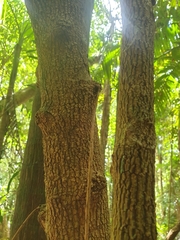 Hicksbeachia pinnatifolia