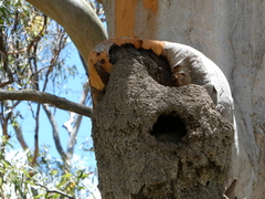 Trichosurus vulpecula