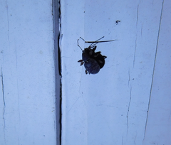 Otiorhynchus rotundus