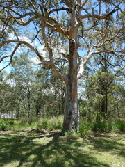 Trichosurus vulpecula