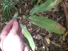 Hicksbeachia pinnatifolia